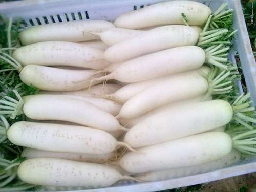 白蘿蔔